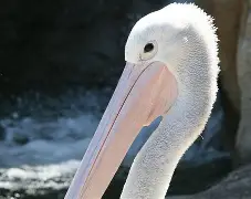 转折点！新奥尔良鹈鹕复出首秀；欧篮联今夜攻防权衡；质疑声仍在；临场指挥获称赞的简单介绍