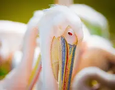 转折点！新奥尔良鹈鹕复出首秀；欧篮联今夜攻防权衡；质疑声仍在；临场指挥获称赞的简单介绍